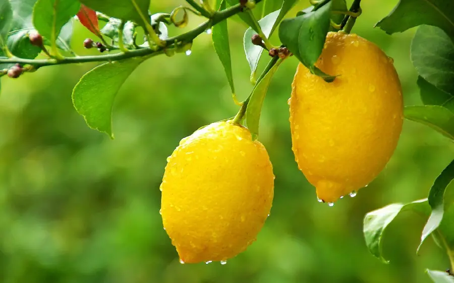 میوه