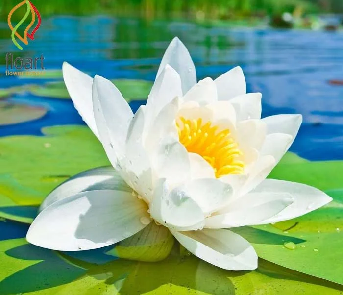 آبی سفید