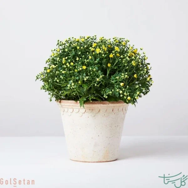 گل داودی